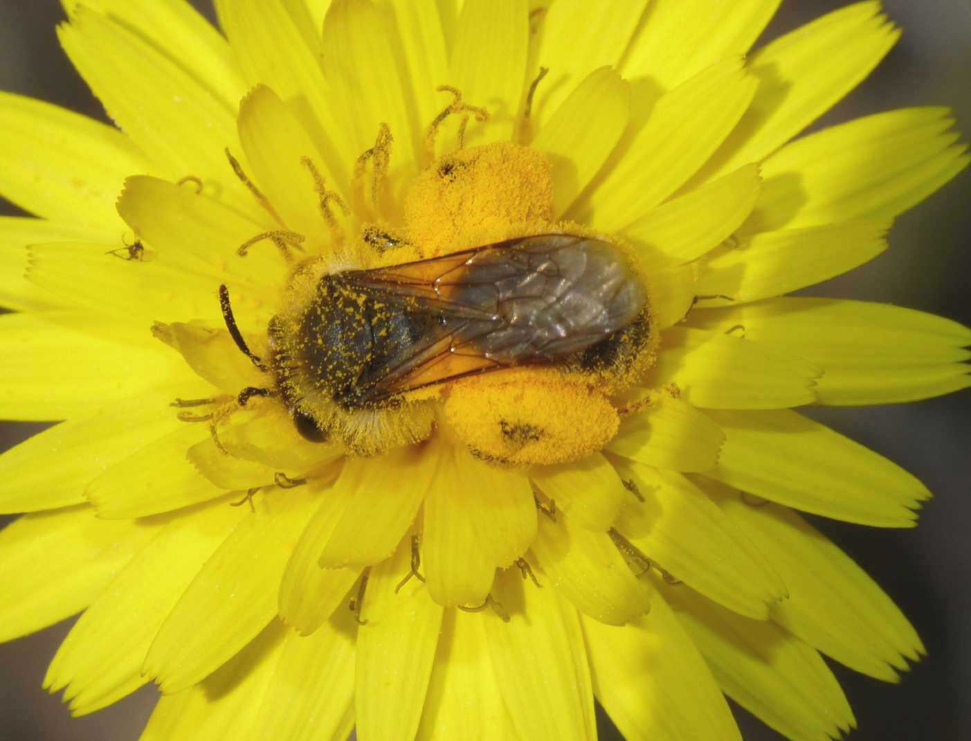 Il pieno di polline (Apis mellifera e presunto Apidae Andreninae)